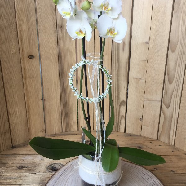 Phalaenopsis dekoriert mit Übertopf Bild 1
