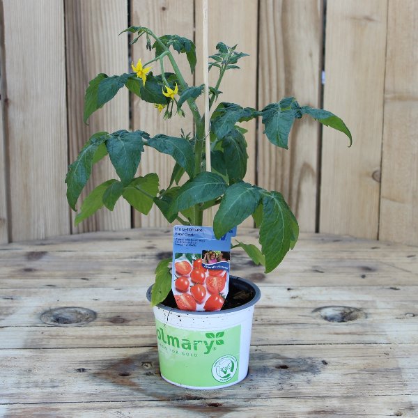 Tomatenpflanze unveredelt Bild 1